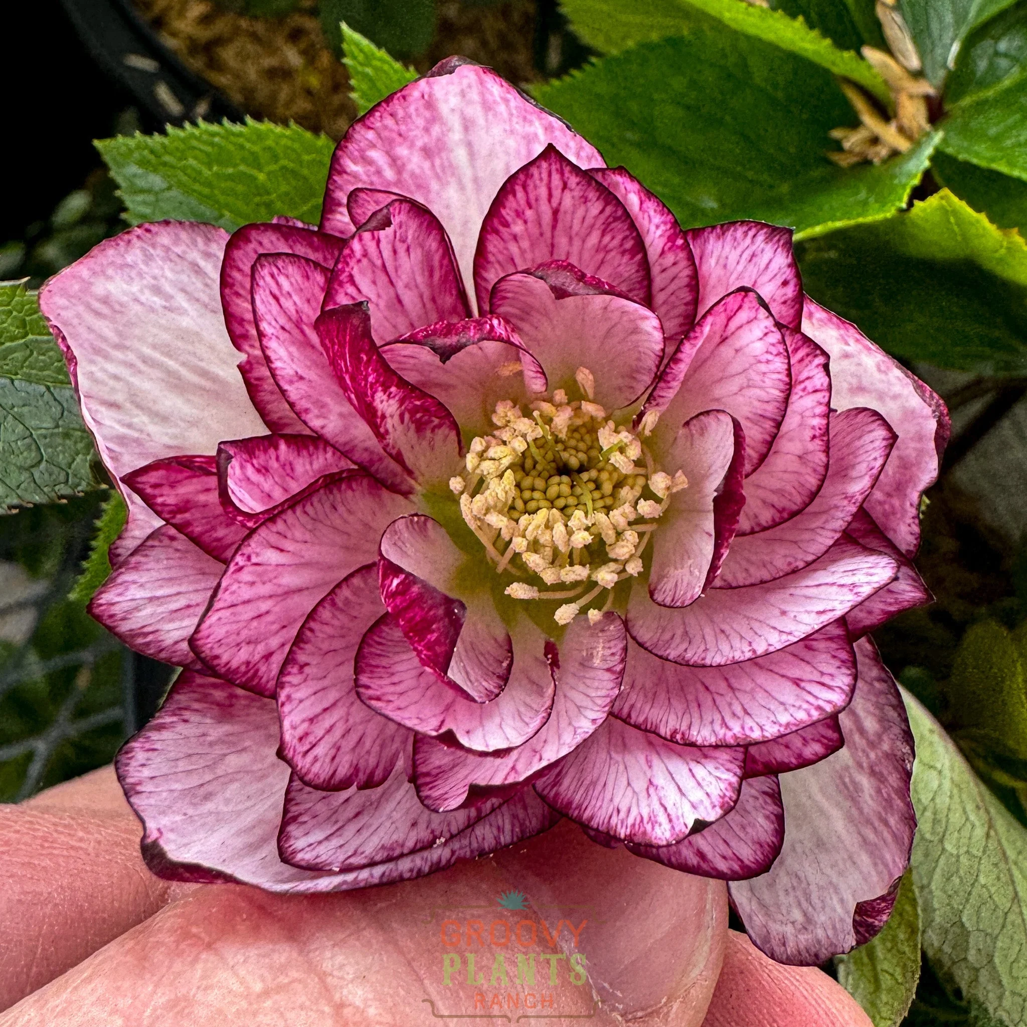 Helleborus Preorders 2026