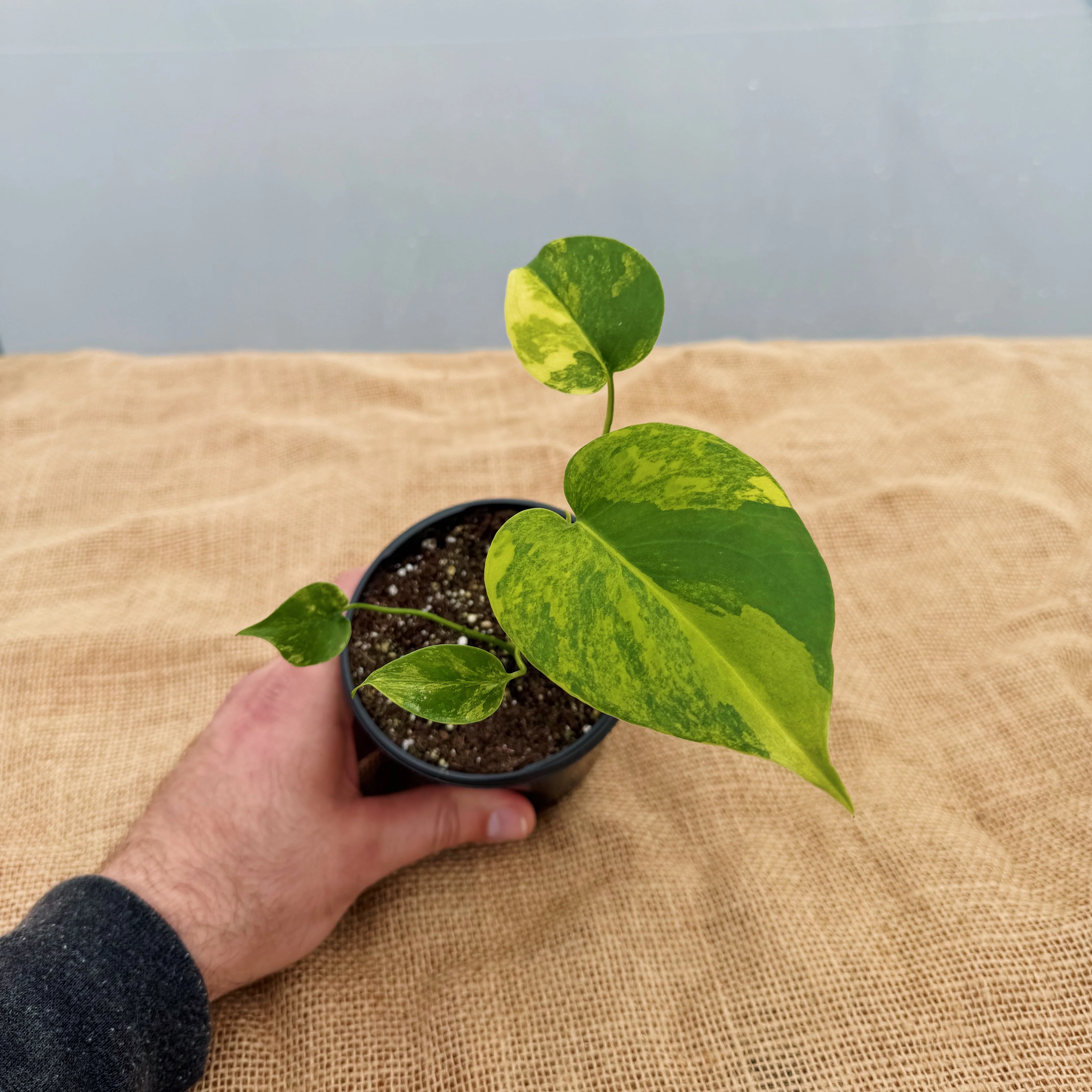 Limited Release - Vault Collection '26